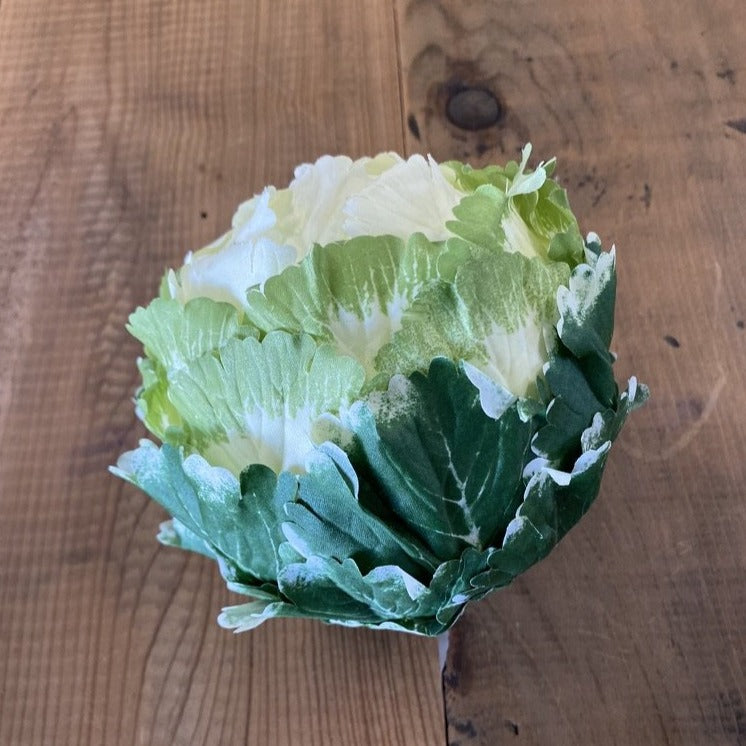 Large Green & White Cabbage Head